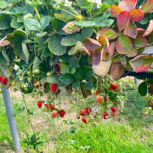 Felderland - Pick Your Own